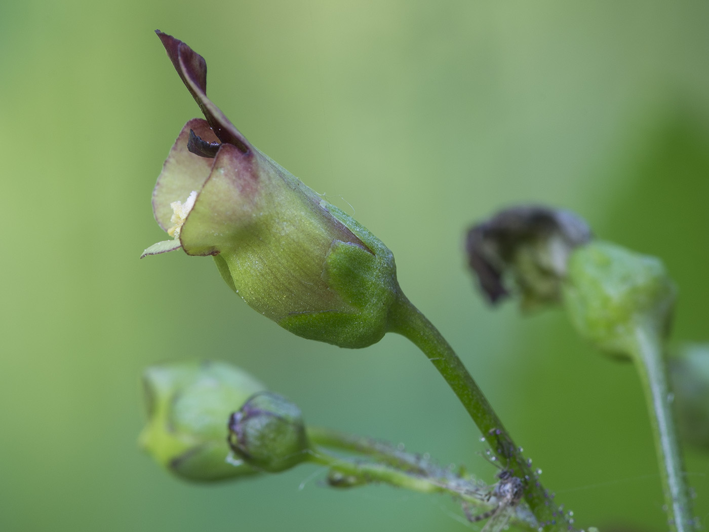 Изображение особи Scrophularia nodosa.