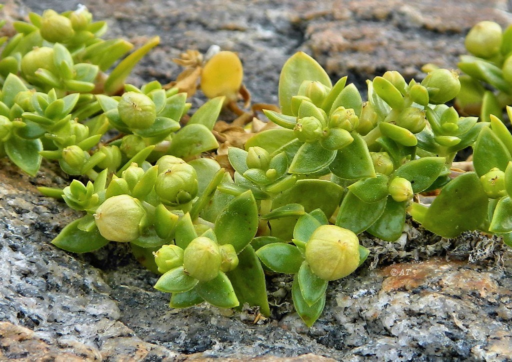 Изображение особи Honckenya peploides ssp. diffusa.