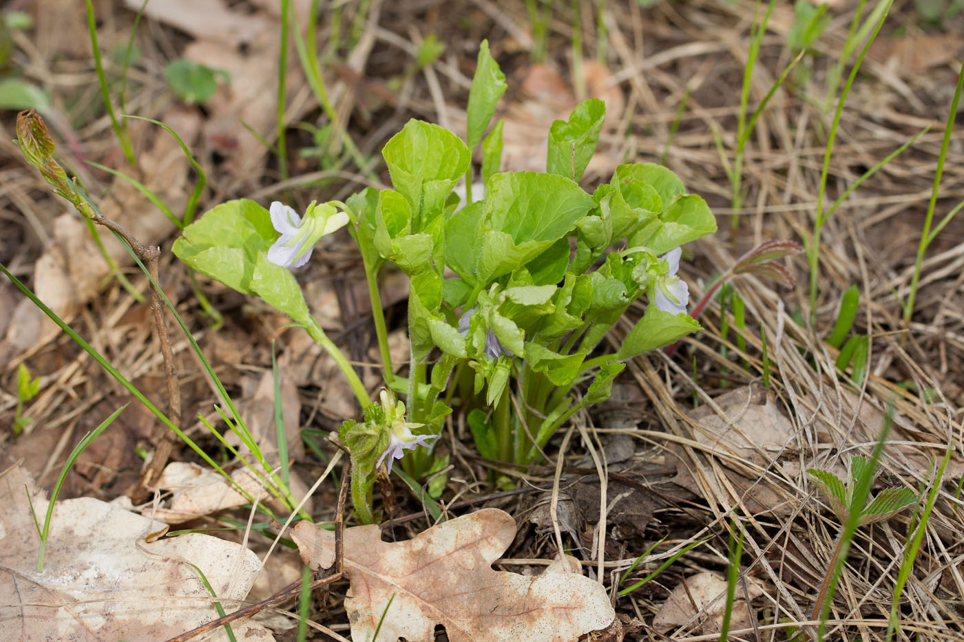 Изображение особи Viola mirabilis.