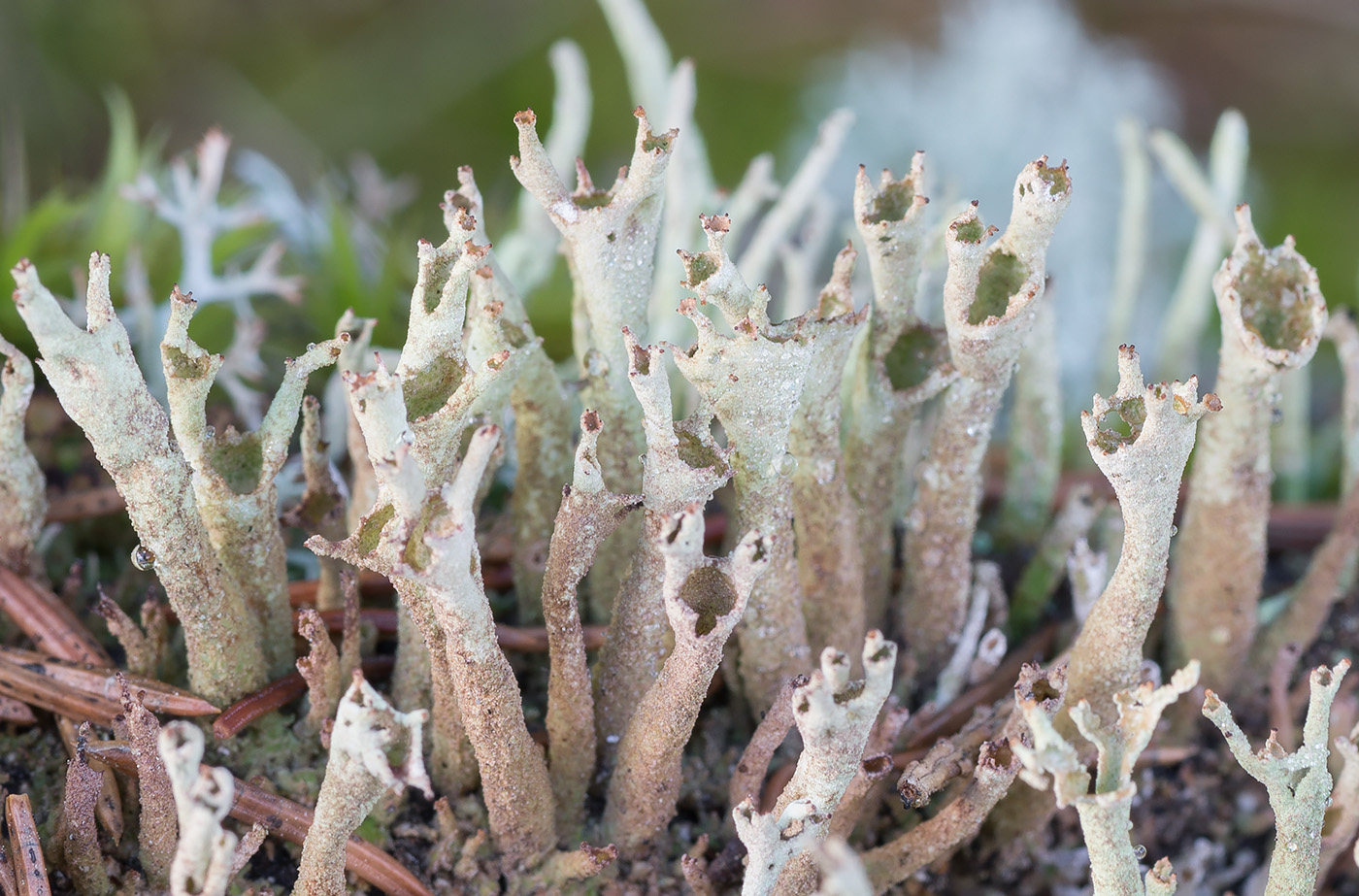 Изображение особи Cladonia cenotea.