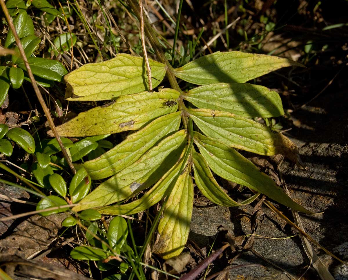 Изображение особи Valeriana officinalis.