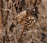 Phlomoides tuberosa. Часть сухого побега с остатками соплодия. Свердловская обл., низкий левый берег р. Исеть ниже дер. Бекленищева (порог Ревун), пойма. 15 апреля 2018 г.