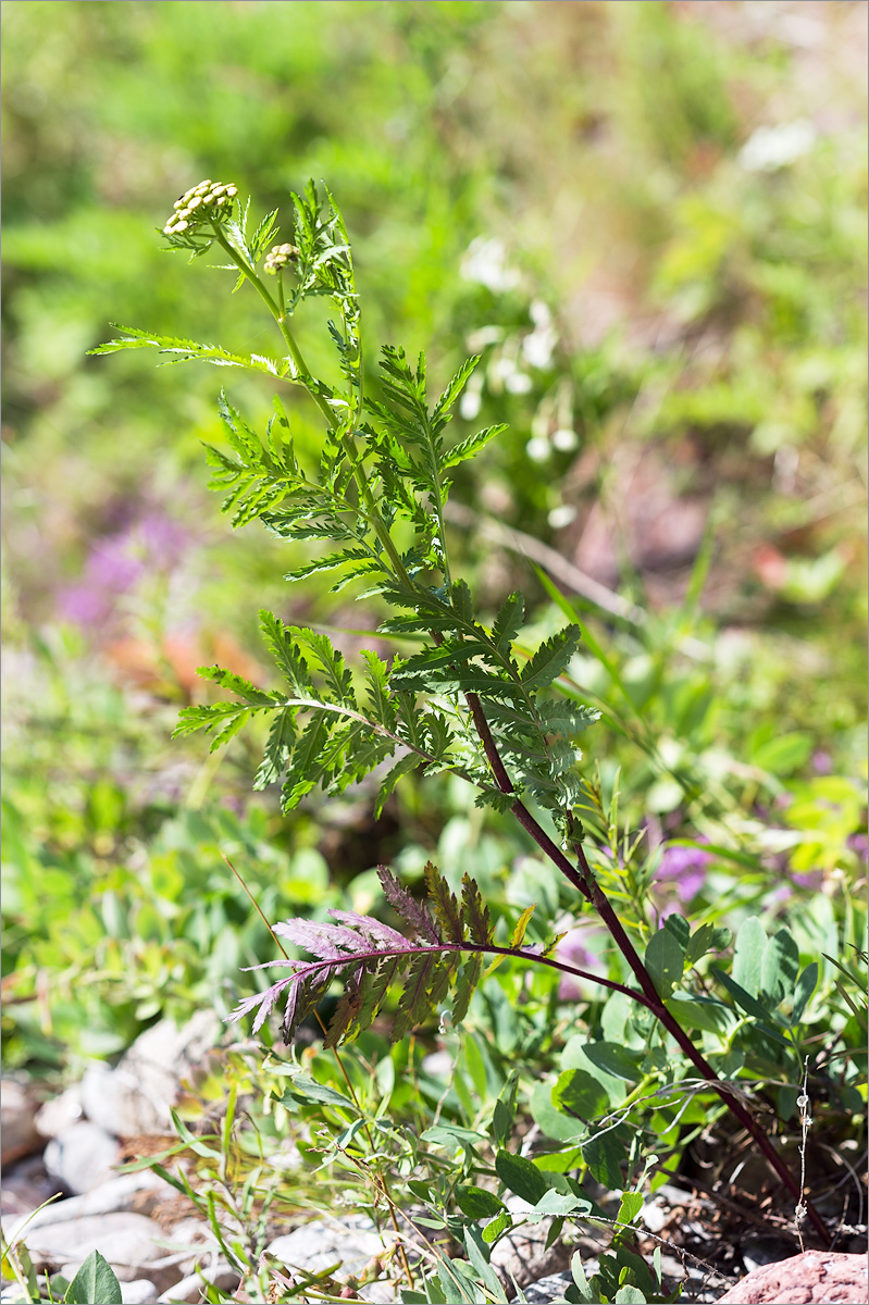 Изображение особи Tanacetum vulgare.