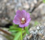 Epilobium anagallidifolium. Цветок. Кабардино-Балкария, Эльбрусский р-н, долина р. Ирикчат, ок. 3300 м н.у.м., каменистый склон. 06.08.2018.