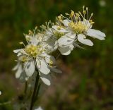 Filipendula vulgaris