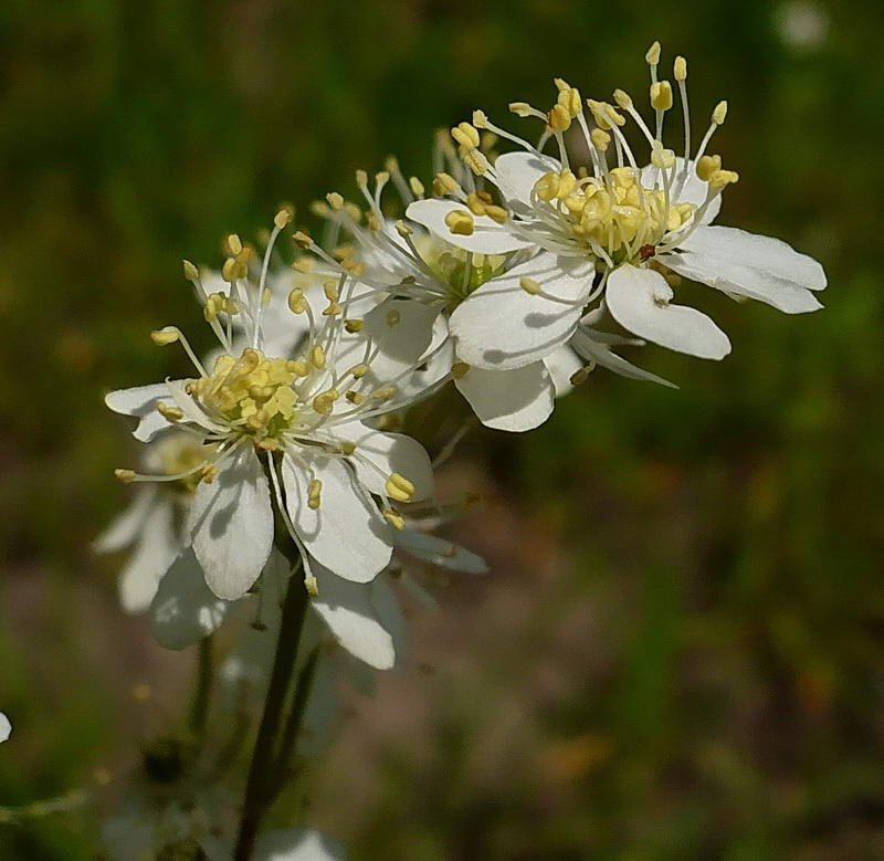 Изображение особи Filipendula vulgaris.