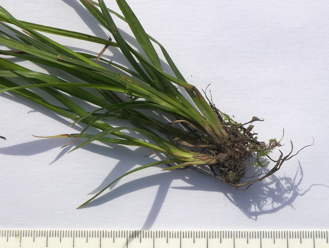 Изображение особи Carex sylvatica.