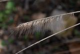 Pennisetum alopecuroides