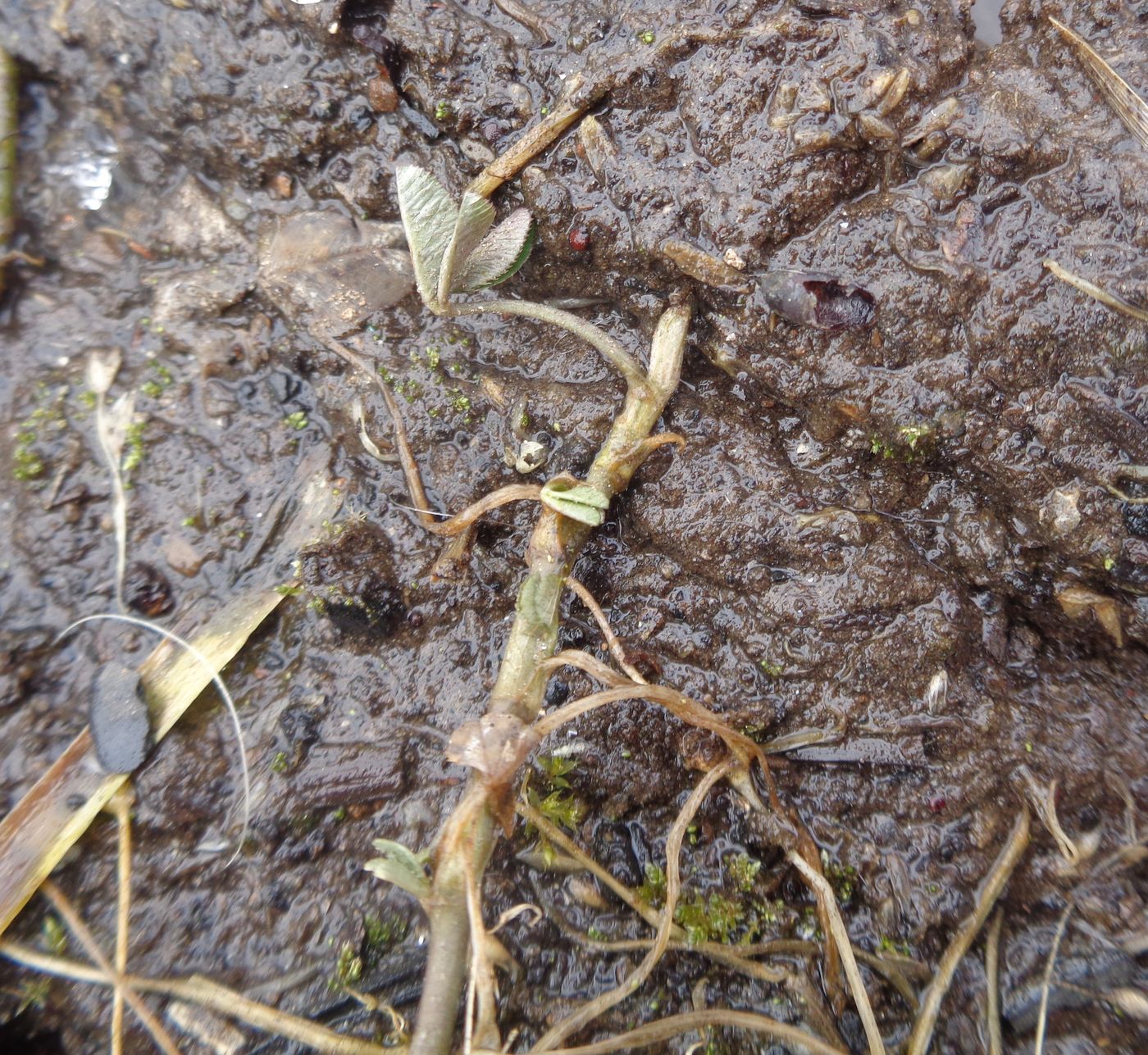 Изображение особи Trifolium repens.