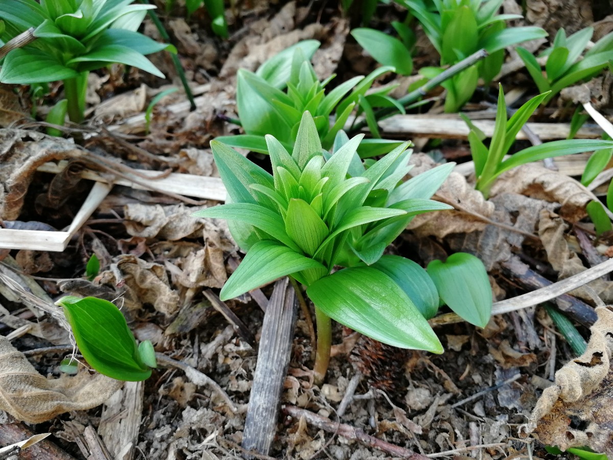 Изображение особи Fritillaria camschatcensis.