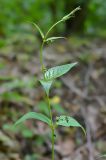 Vincetoxicum scandens