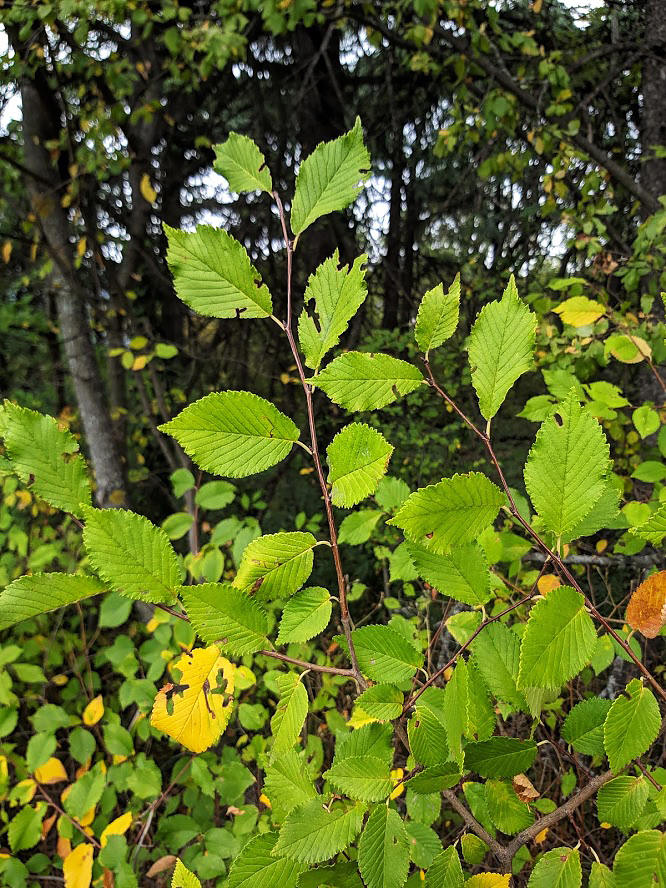 Изображение особи род Ulmus.