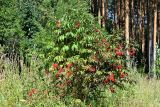 Sambucus racemosa