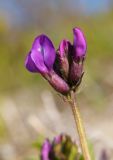 Oxytropis karga