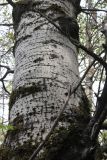 Populus tremula