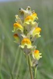 Linaria macroura