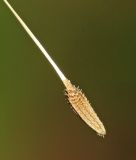 Taraxacum mongolicum