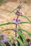 Phlomis salicifolia