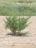 Salicornia perennans