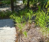 Chasmanthium latifolium