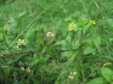 Trifolium dubium