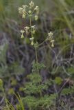 genus Thalictrum. Соцветие. Кабардино-Балкария, Зольский р-н, левый борт долины р. Малка напротив ур. Джилы-су, ок. 2400 м н.у.м., щебнистый склон с выходами скал. 12.07.2022.