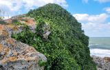 Hedera helix. Вегетирующие растения. Крым, Караларский природный парк, долина р. Сююрташ, побережье в окр. устья, на скале. 09.05.2021.