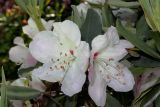 Rhododendron wardii. Цветки и части листьев. Санкт-Петербург, парк Ботанического сада БИН РАН, в культуре. 13.06.2022.