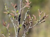 Betula humilis. Веточки с соцветиями. Ленинградская обл., Ломоносовский р-н, долина р. Шингарка, закустаренный берег ручья. 22.05.2022.