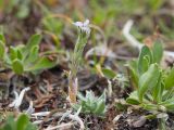 Eritrichium caucasicum. Цветущее растение. Карачаево-Черкесия, Урупский р-н, Кавказский биосферный заповедник, Имеретинские озёра, у оз. Буша, ≈ 2800 м н.у.м., лишайниковая пустошь, альпийский пояс. 27.07.2022.