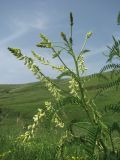 Astragalus galegiformis