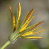 Tragopogon reticulatus. Соцветие-корзинка (вид со стороны обёртки). Карачаево-Черкесия, Карачаевский р-н, Большой Кавказ, правый берег р. Кичкинекол (Узункольский), ≈ 2200 м н.у.м., частично задернованная каменная россыпь, среди камней. 21.07.2023.