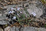 Lychnis sibirica. Цветущее растение. Хакасия, Ширинский р-н, окр. с. Ефремкино, скалы Тогыз-Аз, каменистый склон. 07.06.2022.