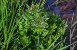 Veronica anagallis-aquatica