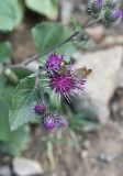 Arctium palladinii