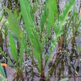 Rumex stenophyllus