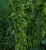 Rumex patientia подвид orientalis. Часть побега с плодами. Ростовская обл., Азовский р-н, с. Кугей, во дворе. 31 мая 2011 г.