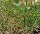 Rumex acetosella