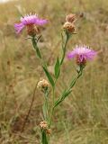 Centaurea jacea