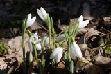 Galanthus plicatus