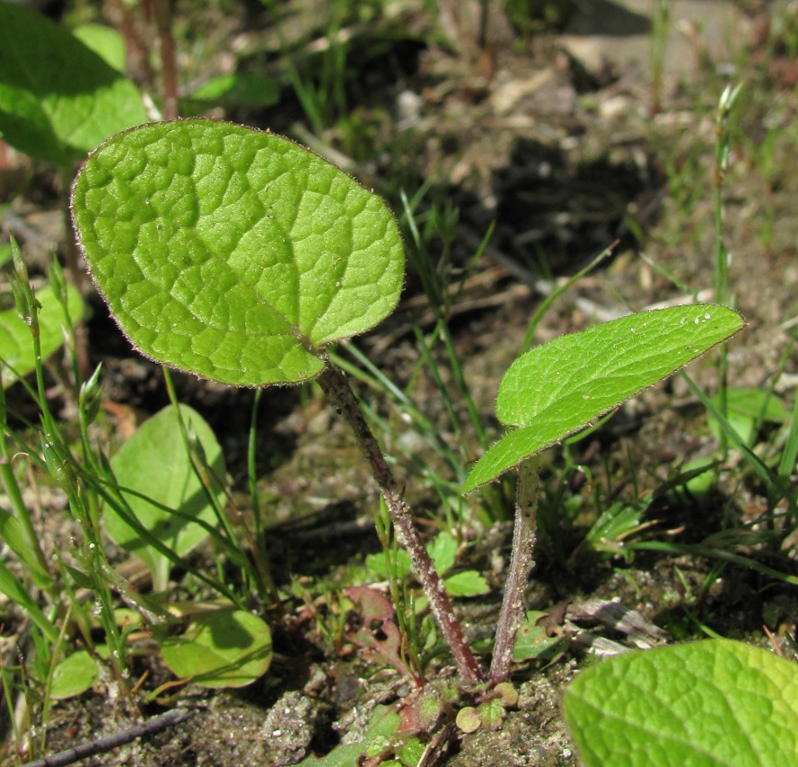 Изображение особи Arctium tomentosum.