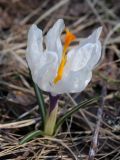 Crocus vernus. Цветущее растение, поражённое вирусным заболеванием. Ленинградская обл., пос. Дубки, в культуре. 25.04.2009.