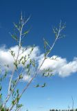 Salix acutifolia