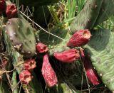 Opuntia humifusa