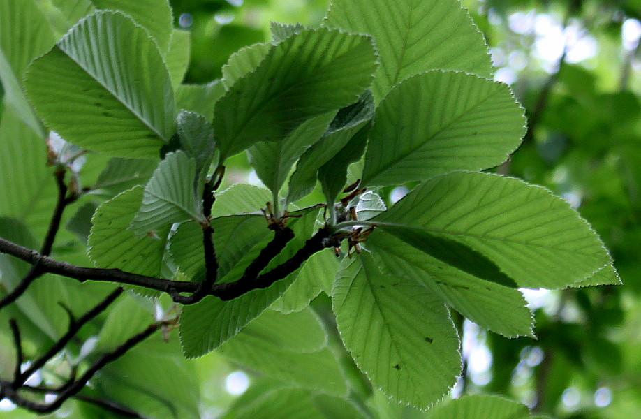 Изображение растения Sorbus aria.