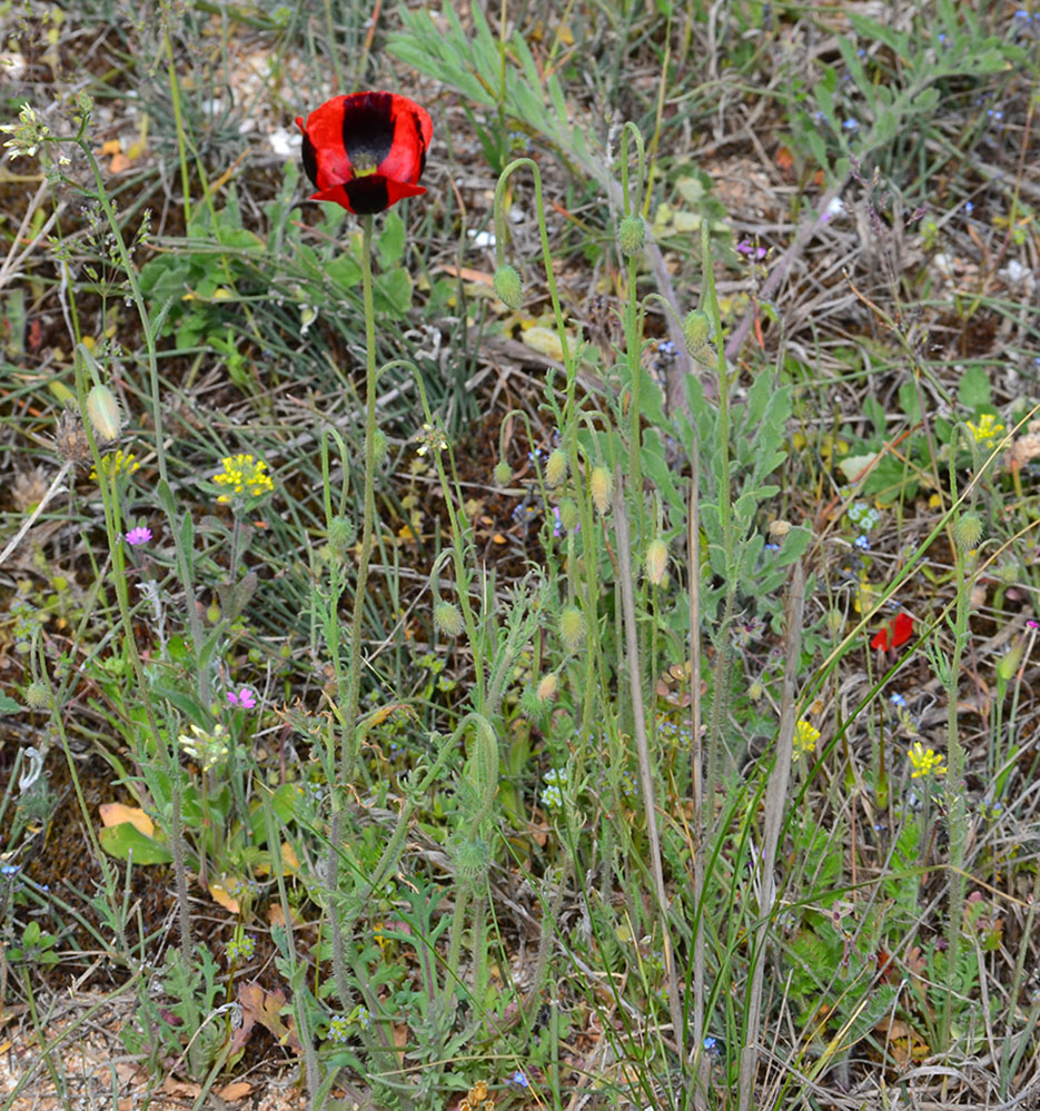 Изображение особи Papaver stevenianum.