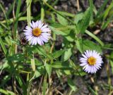 Aster sibiricus. Верхушка цветущего растения. Камчатский край, Ключевская группа вулканов, Толбачинский дол, горная тундра. 19.07.2013.