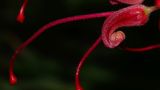 Grevillea banksii. Раскрывшийся цветок (женская стадия цветения). Израиль, Шарон, пос. Кфар Шмариягу, в культуре. 20.10.2013.