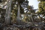 Abies cephalonica