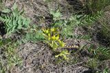 Astragalus schanginianus